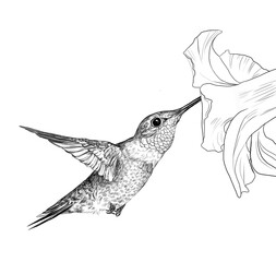 illustration realistic graphic drawing of a small caliber bird collects nectar from a flower  © svettlana