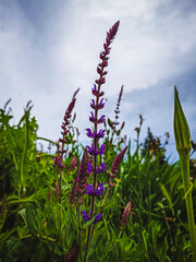 flowers in a field