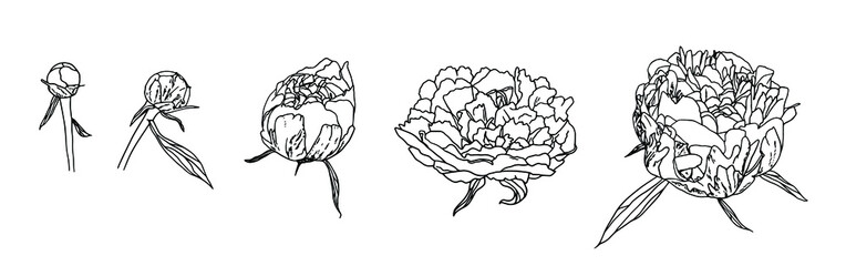 vector illustration, line drawing realistic sketch of peony flower, set of several flowers 