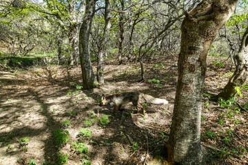 A gray fox with brown eyes in the mountains of Crimea. The Demerji array. May 2021. Russia