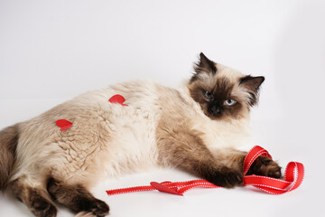 Curious beige colored ragdoll cat on white surface in valentine's day decoration - red hearts and...