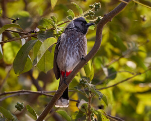 Red vented Bulbul on its early morning outing in the jungle.