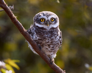 Spotted Owl on its morning prowl on the lookout for its early morning feast.