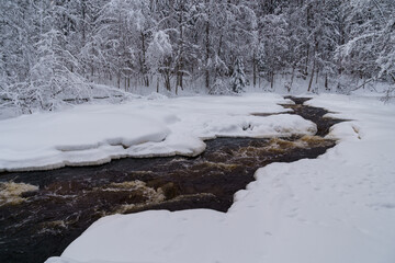 Wintry beautiful white color landscape of running raging river with melted mountain water, washing icy shores of snow-covered coniferous forest on gloomy cold day in wild Nordic winter nature