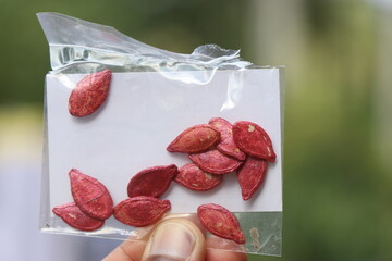 Pack of coated pumpkin seeds ready for planting held in hand on nature background