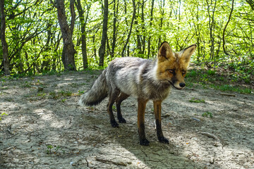 Fototapeta premium A gray fox with brown eyes in the mountains of Crimea. The Demerji array. May 2021. Russia