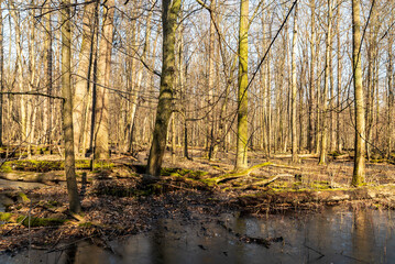 Early springtime forest without leaves with frozen pools and clear sky in CHKO Poodri in Czech republic