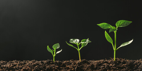 Green seedling growing on the ground in the rain