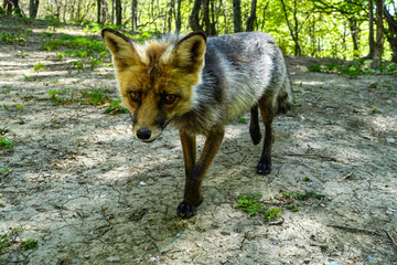 A gray fox with brown eyes in the mountains of Crimea. The Demerji array. May 2021. Russia