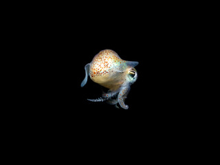 Bobtail Squid from Mediterranean sea, little Cuttle fish - Sepiola sp. in the night on a black background