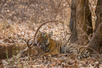 Tiger in the nature habitat. Tiger male walking head on composition. Wildlife scene with danger animal. Hot summer in Rajasthan, India. Dry trees with beautiful indian tiger, Panthera tigris