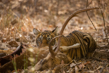 Tiger in the nature habitat. Tiger male walking head on composition. Wildlife scene with danger animal. Hot summer in Rajasthan, India. Dry trees with beautiful indian tiger, Panthera tigris