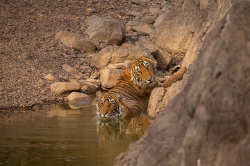 Tiger in the nature habitat. Tiger male walking head on composition. Wildlife scene with danger animal. Hot summer in Rajasthan, India. Dry trees with beautiful indian tiger, Panthera tigris