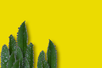 Lupine flower leaves with water drops after rain close-up on a yellow background. Space for text and copying. The leaves are isolated. Concept: poster for the interior, for the design, biology.