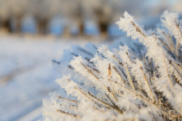 frozen grass on natural snowy background