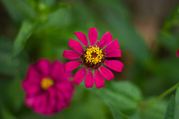 Obraz premium Red flower