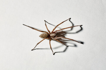 Predatory spider isolated on white background. Tegenaria agrestis. Large representative of the domestic arachnid. Fear or phobia of spiders. 8 legs. With a shadow. Close-up. Copy space. Studio photo.