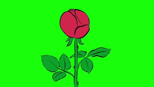 4k video of cartoon animation of rose peony blooming flower isolated on a green chrome key background