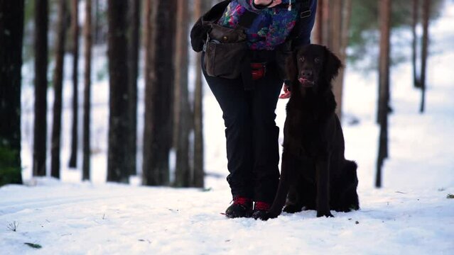Chocolate Flat-coated retriever sent out for a retrieve in the winter forest.