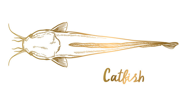 vector golden catfish on a white background