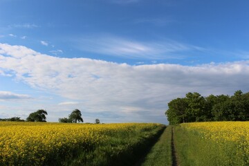 landscape with yellow field and blue summer sky