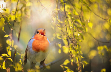 small bird robin sits on the branches of a tree in a sunny spring garden and sings