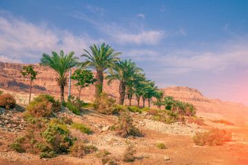 Fototapeta na wymiar Row of palm trees in the desert