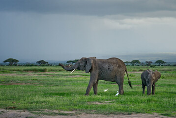 African Bush Elephant - Loxodonta africana, iconic member of African big five, Amboseli, Kenya.