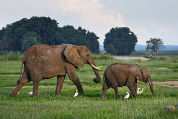 African Bush Elephant - Loxodonta africana, iconic member of African big five, Amboseli, Kenya.