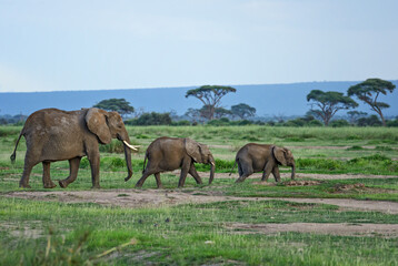 African Bush Elephant - Loxodonta africana, iconic member of African big five, Amboseli, Kenya.