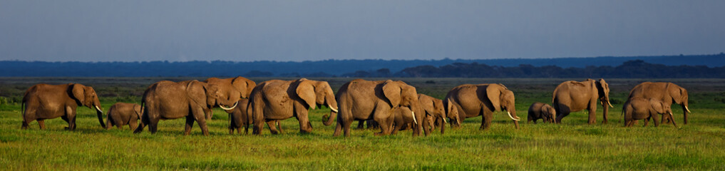 African Bush Elephant - Loxodonta africana, iconic member of African big five, Amboseli, Kenya.