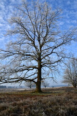 Obraz premium Winter Landschaft in der Lüneburger Heide, Niedersachsen