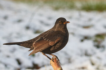 Amsel im Winter	