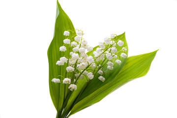 bouquet of lilies of the valley isolated