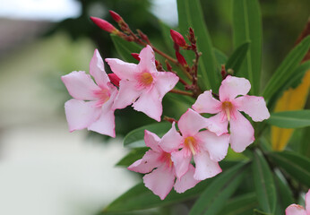 Pink flowers of and Oleander plant growing in a garden. Selective focus. Nerium oleander