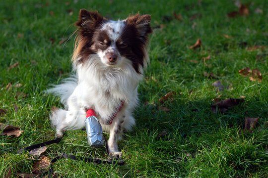 Chihuahua mit Beinverletzung