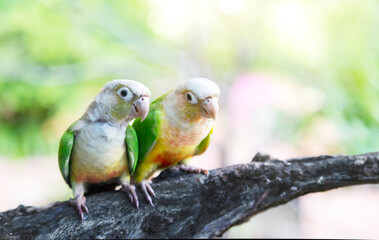 parrots sitting on the branch in courtship love ceremony in forest.