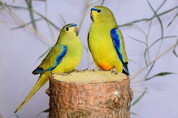 Ein Paar Schmucksittiche (Neophema elegans) in der Voliere.