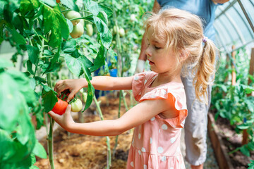 Harvesting with children. Cute little girl picking greenhouse tomatoes with grandmother on sunny...