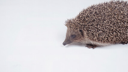 Hedgehog on the white in the studio