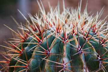 Naklejka na ściany i meble cactus with thorns