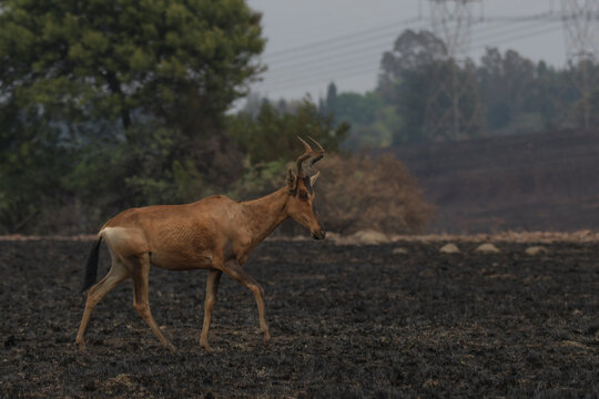 Lone Red Hartebeest walking in dry savannah environment
