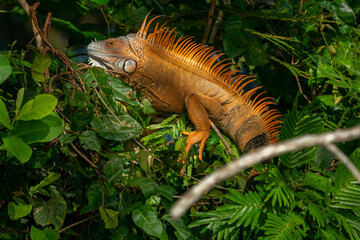Land iguana endemic to the Galapagos islands, Ecuador