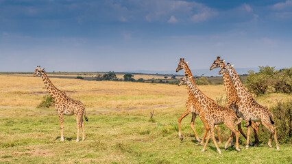 Giraffe in front Amboseli national park Kenya masai mara.(Giraffa reticulata) sunset.