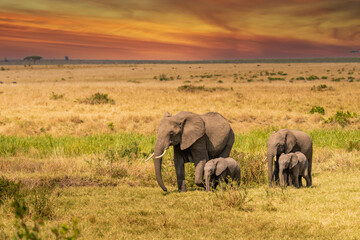 Fototapeta na wymiar Clsoe up of African Bush Elephants walking on the road in wildlife reserve. Maasai Mara, Kenya, Africa. (Loxodonta africana)