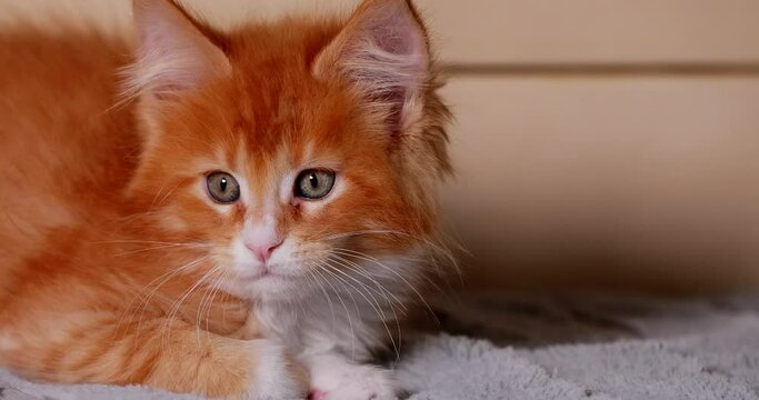 Funny Curious Young Red And White Maine Coon Kitten Cat Resting At Home. Maine Shag at Home. Amazing Pets Pet. Close Up Face.
