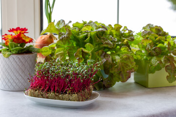 Potted fresh lettuce and micro greens (microgreens) of swiss chard,  culinary herb on the...