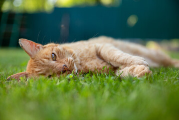 Red cat lies in the meadow. Ginger tabby cat looks into the camera while resting in green grass. Summer garden, outdoor.