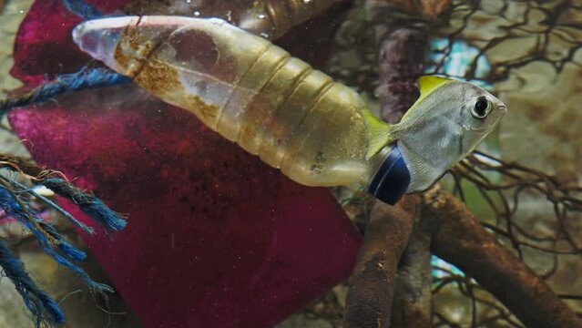 Plastic bottle with fish, pollution that floats in the ocean.