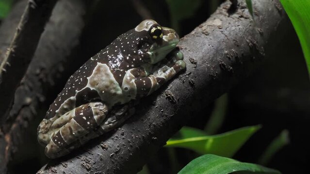 Amazon milk frog on branch, Trachycephalus resinifictrix